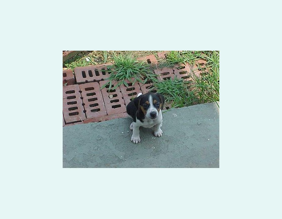 Beagle