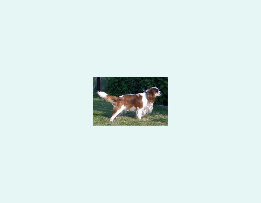 Cavalier King Charles Spaniel