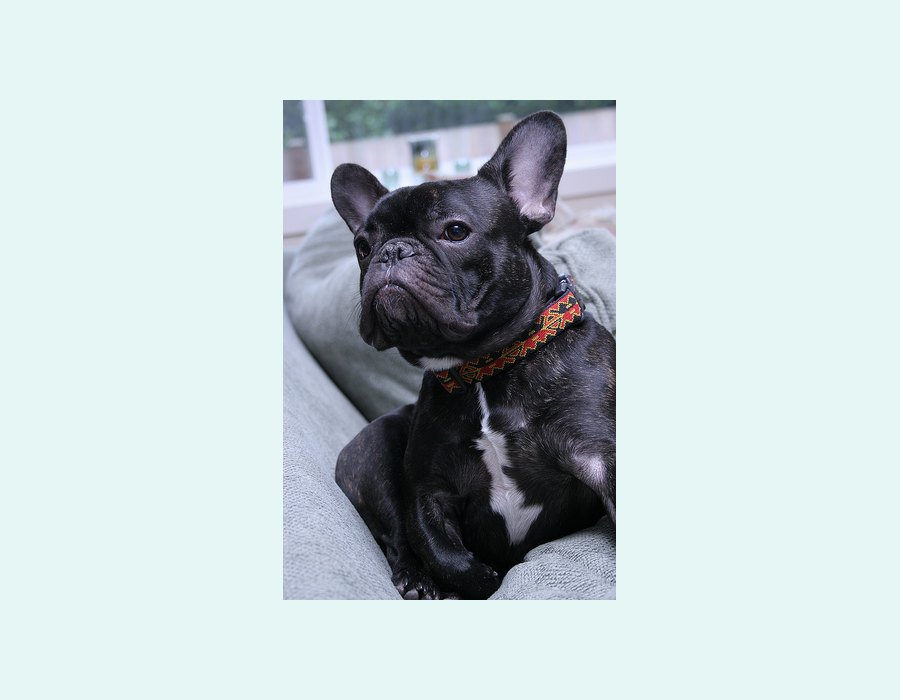 French Bulldog
