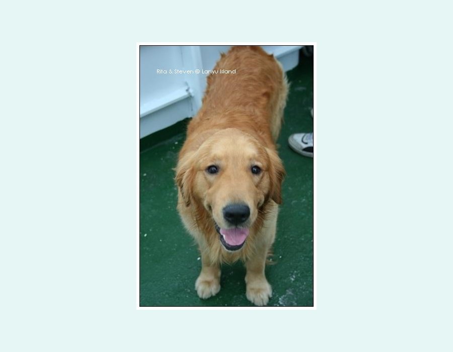 Golden Retriever
