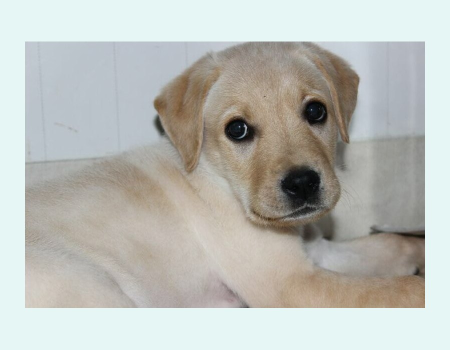 Labrador Retriever