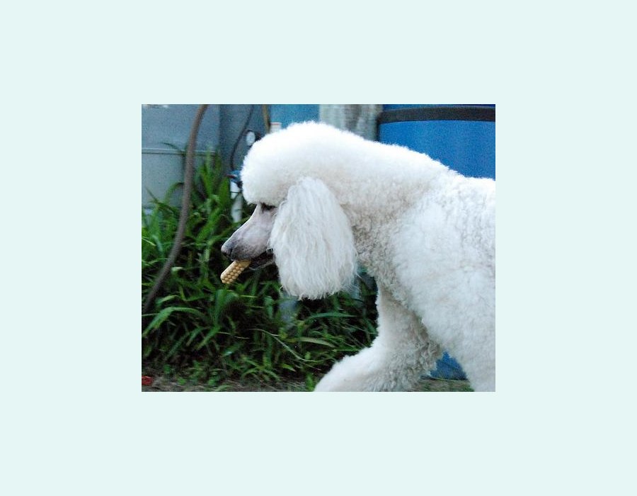 Poodle