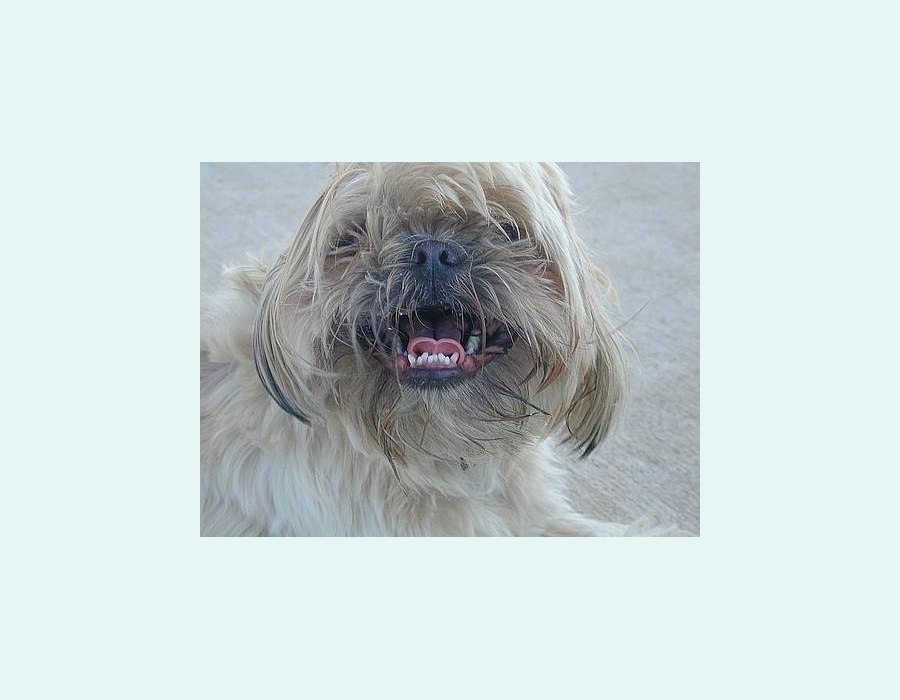 Shih Tzu